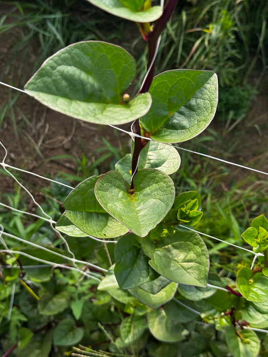 Red Malabar Spinach