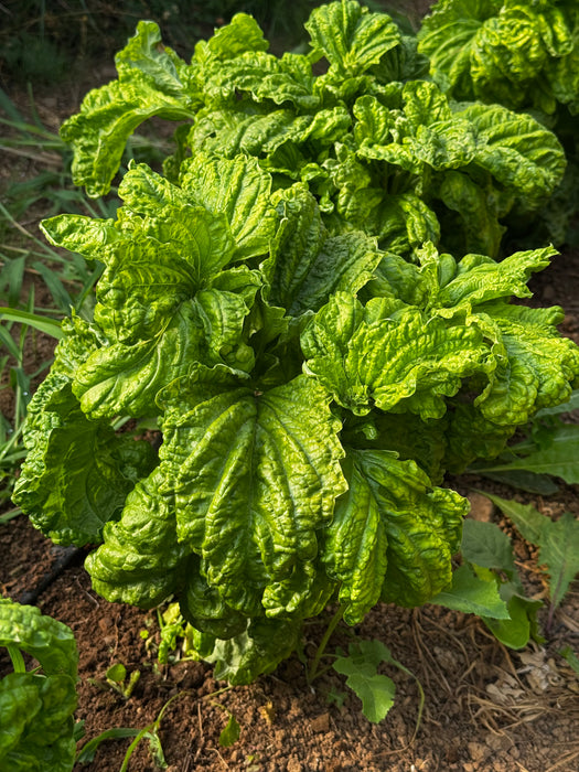 Mammoth Basil