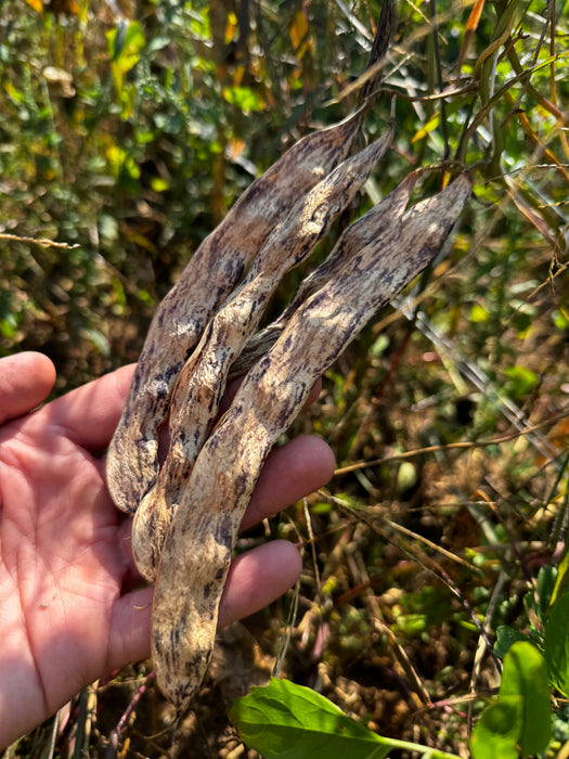 Marvel of Nictaux Pole Bean