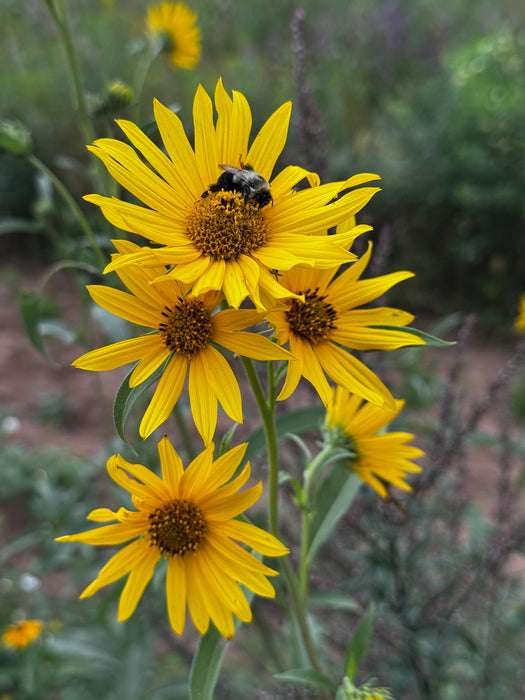 Maximilian Sunflower