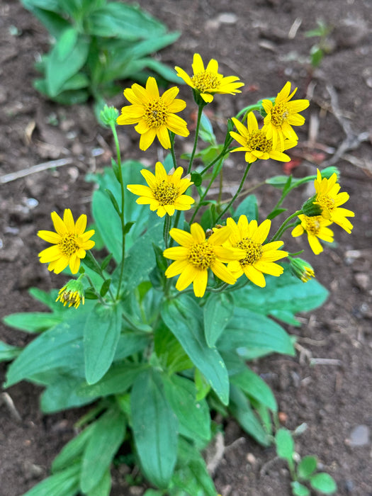 Meadow Arnica