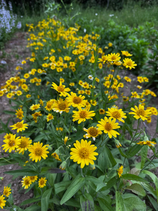 Meadow Arnica