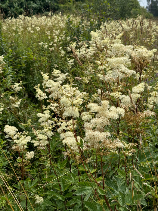 Meadowsweet