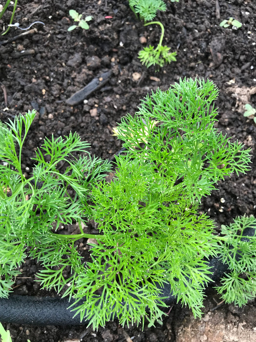 Menuette Parsley