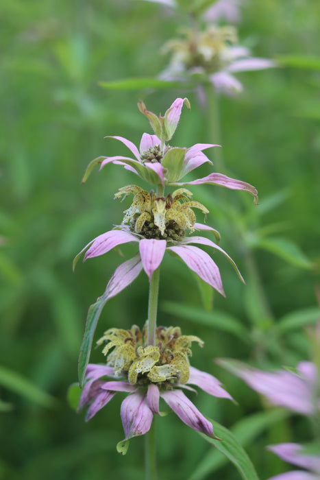 Monarda punctata - Spotted Beebalm