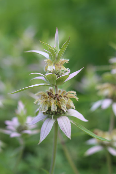 Monarda punctata - Spotted Beebalm