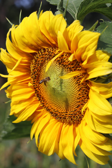 Mongolian Giant Sunflower