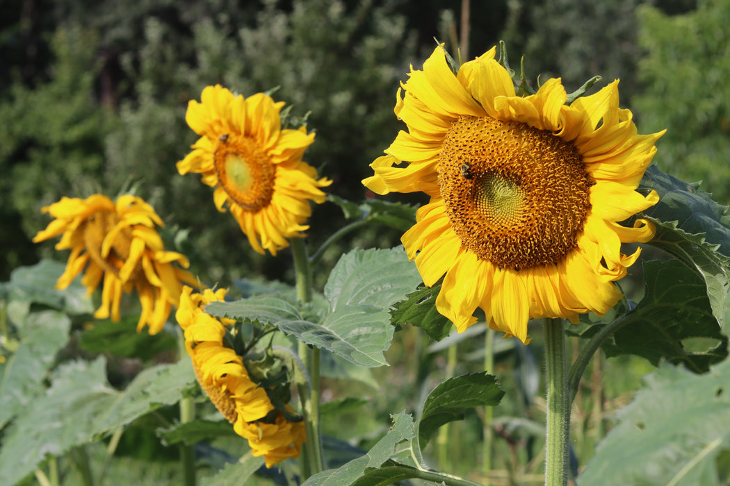 Mongolian Giant Sunflower