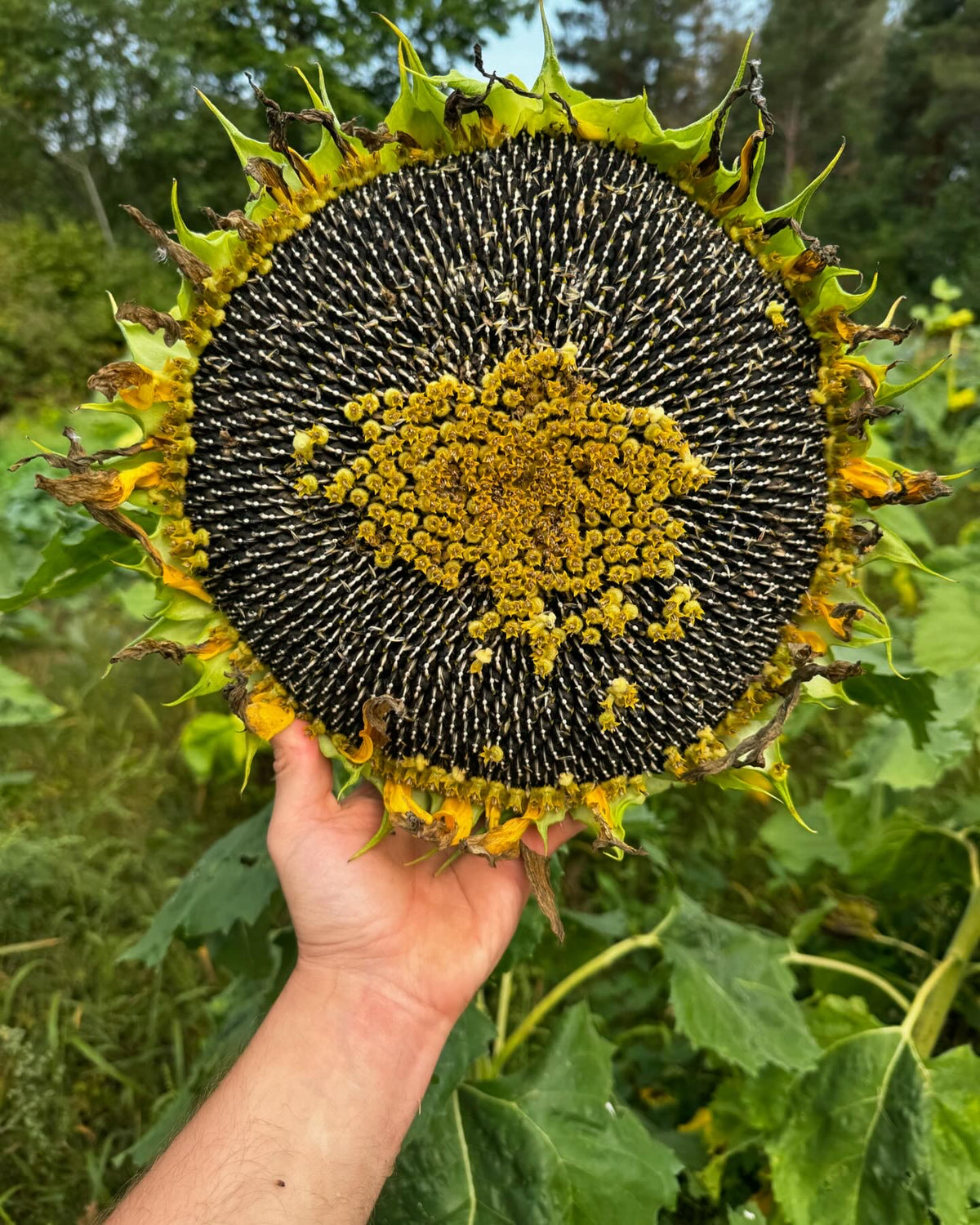 thumbnail image 2 of Mongolian Sunflower Seeds For Planting – 50 Seeds Per Packet 2 of 9