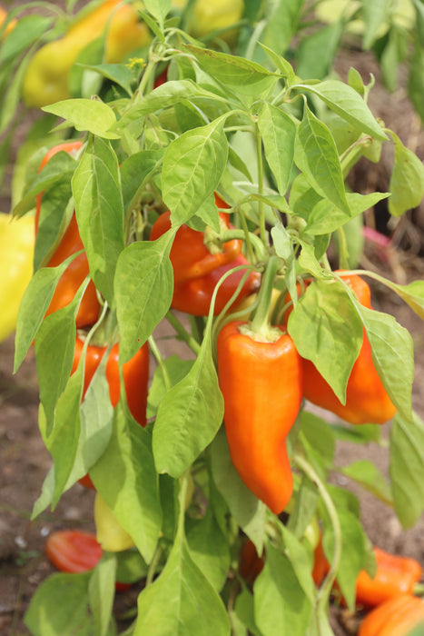 Moon Cheese Sweet Pepper