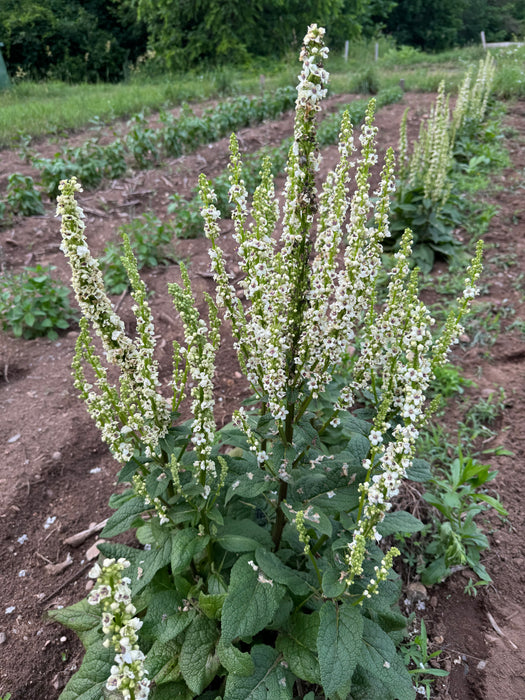 Moth Mullein