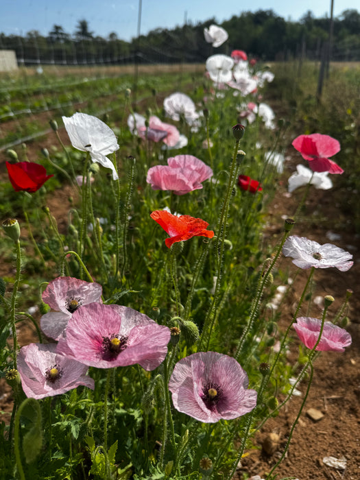 Mother of Pearl Poppy