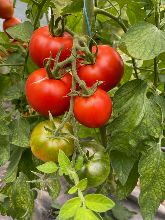 Mountain Merit Tomato