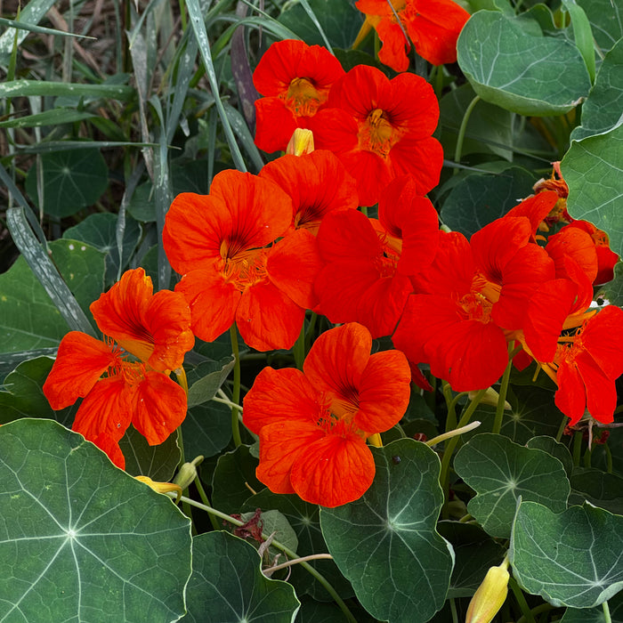 Kaleidoscope Mix Nasturtium