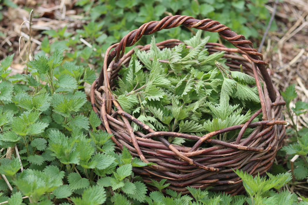 Stinging Nettle