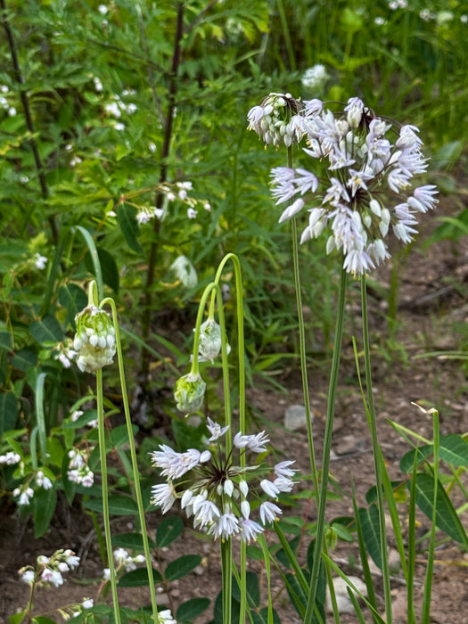Nodding Onion