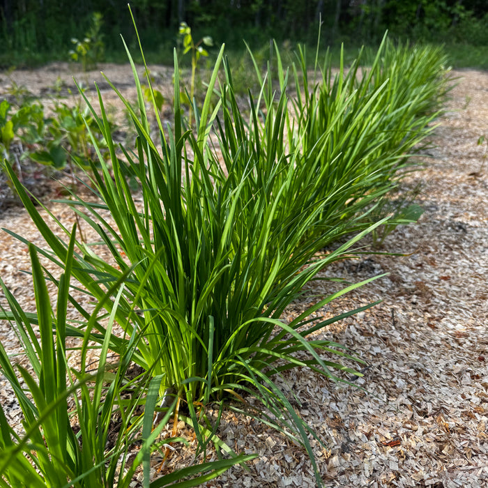 Nodding Onion