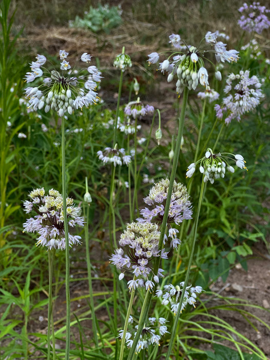 Nodding Onion