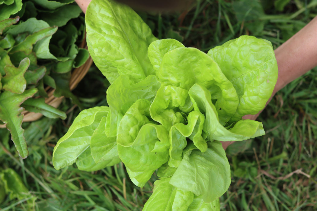 North Pole Lettuce