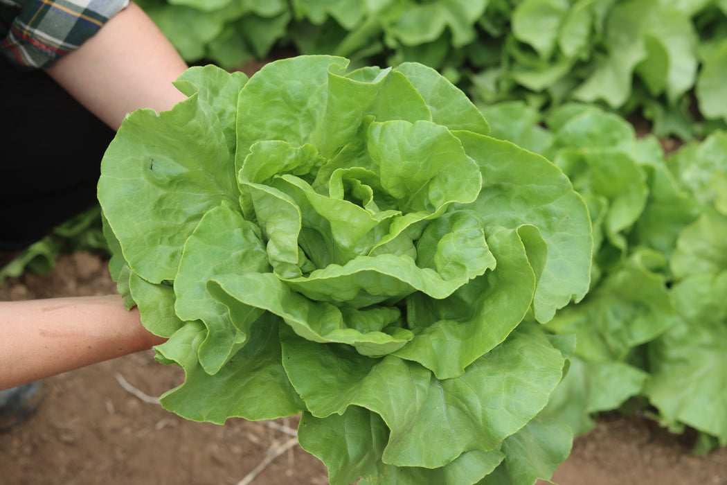 North Pole Lettuce