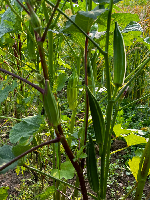 Northern Atlantic Okra Grex