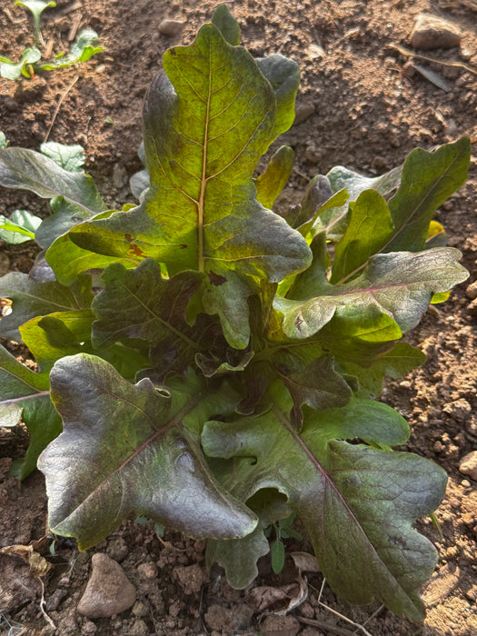 Oaky Red Splash Lettuce