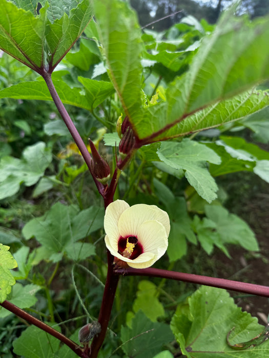 Northern Atlantic Okra Grex