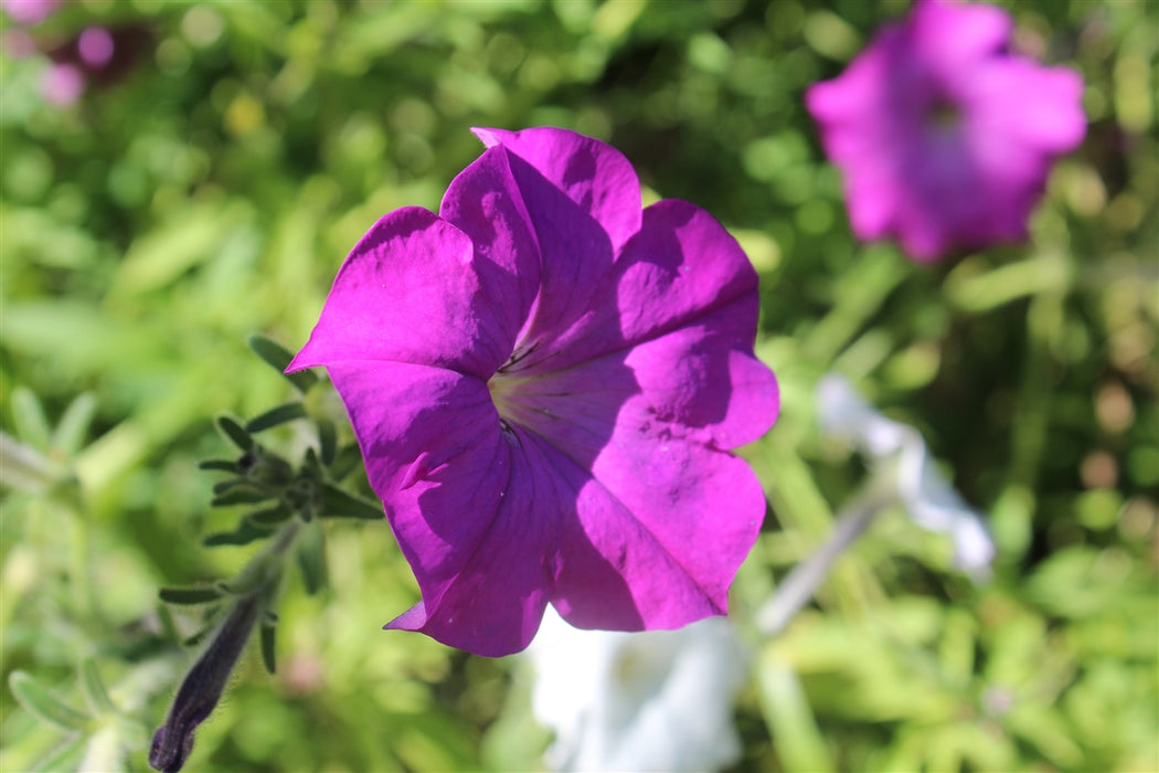 Old Fashioned Vining Petunia
