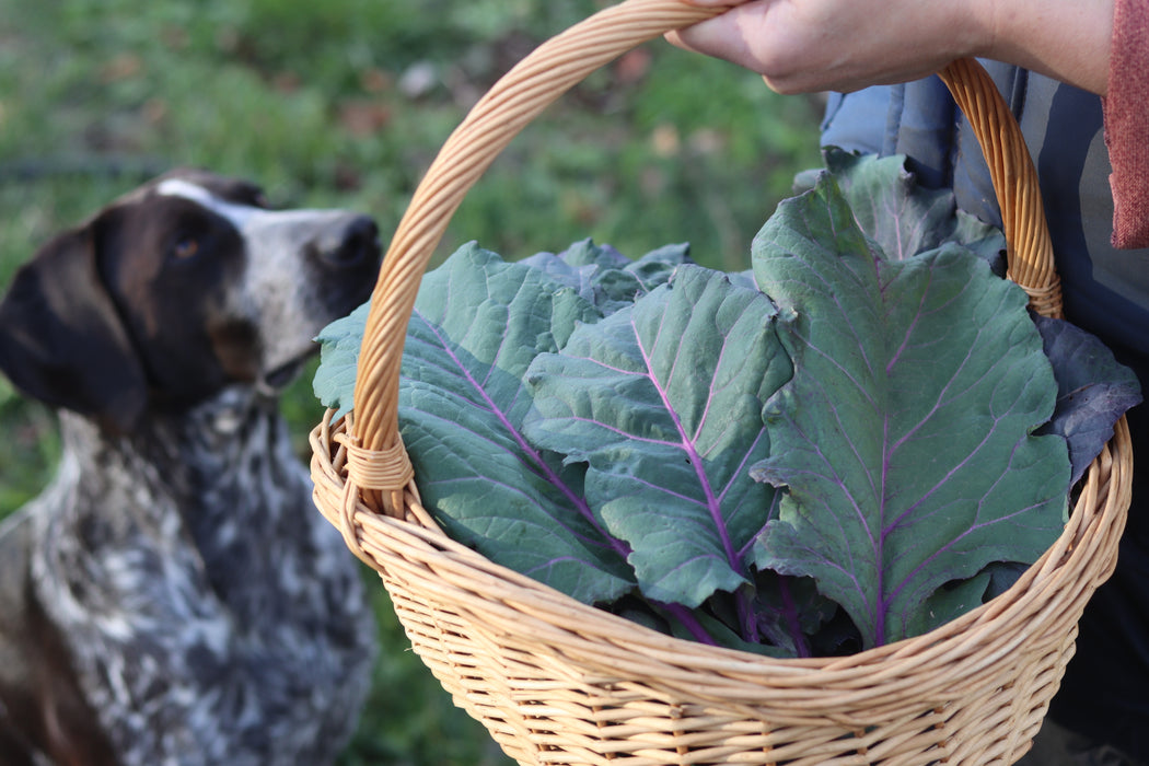 Old Timey Blue Collard