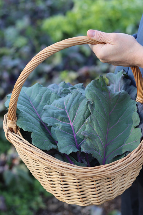 Old Timey Blue Collard