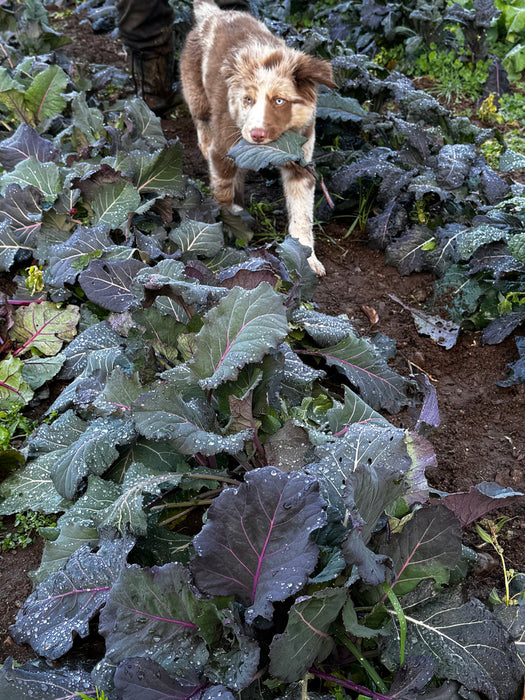 Old Timey Blue Collard