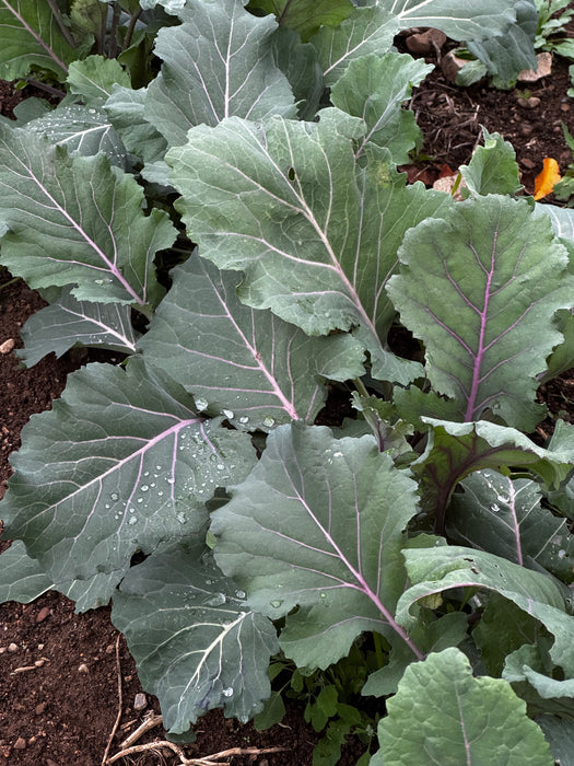 Old Timey Blue Collard