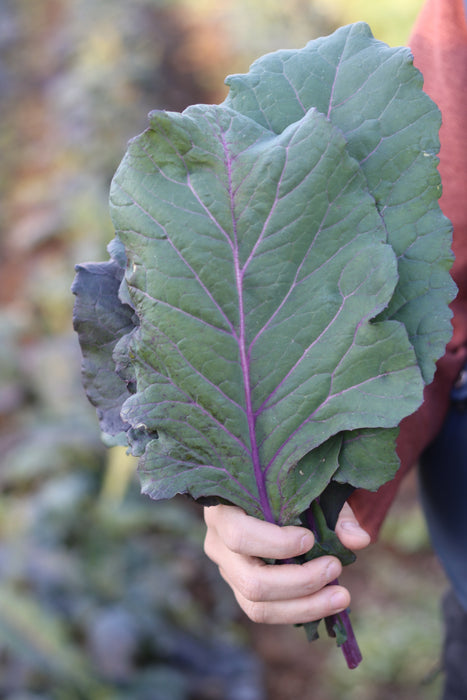 Old Timey Blue Collard