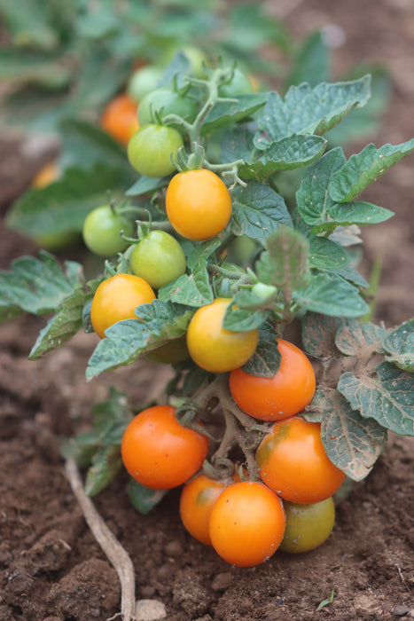 Orange Dream Micro Tomato