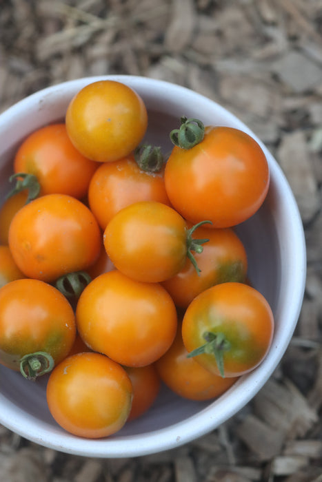 Orange Dream Micro Tomato