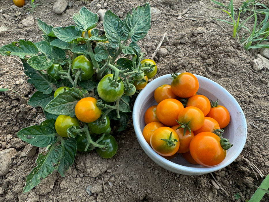 Orange Dream Micro Tomato