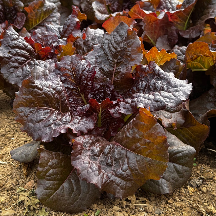 Outredgeous Lettuce