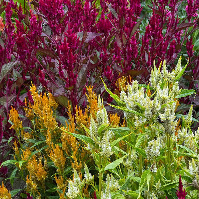 Pampas Plume Celosia