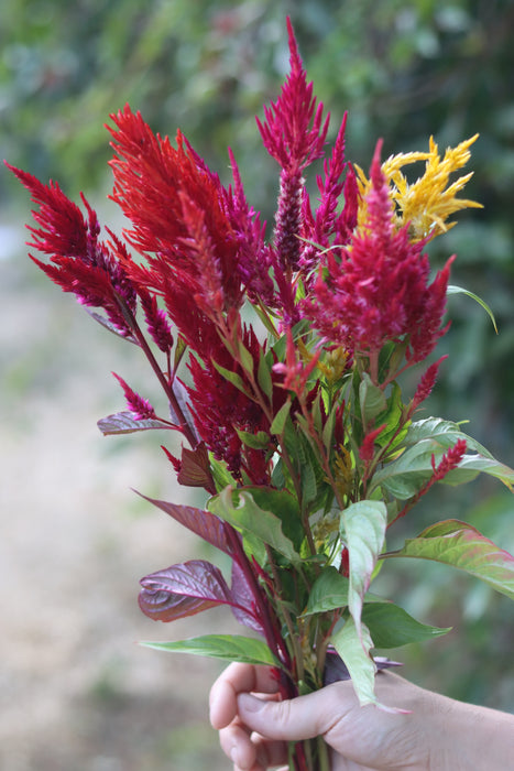 Pampas Plume Celosia