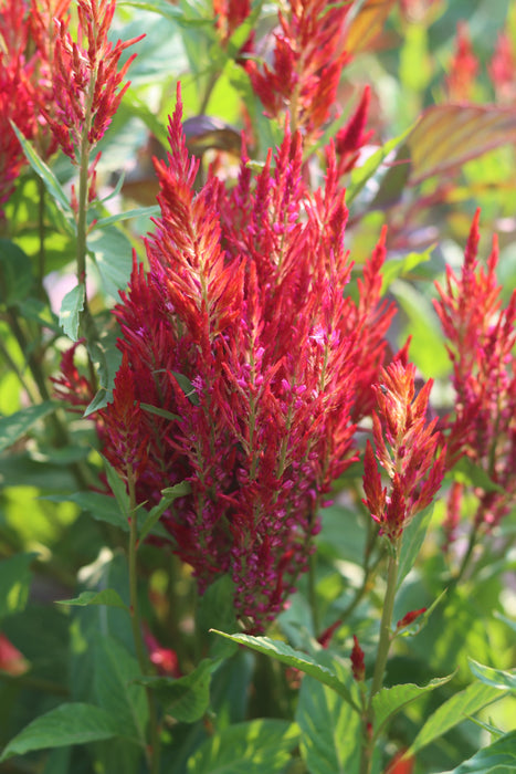 Pampas Plume Celosia