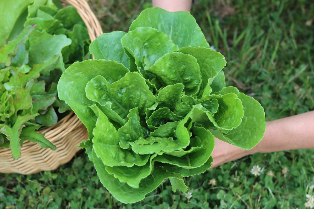 Parris Island Cos Lettuce