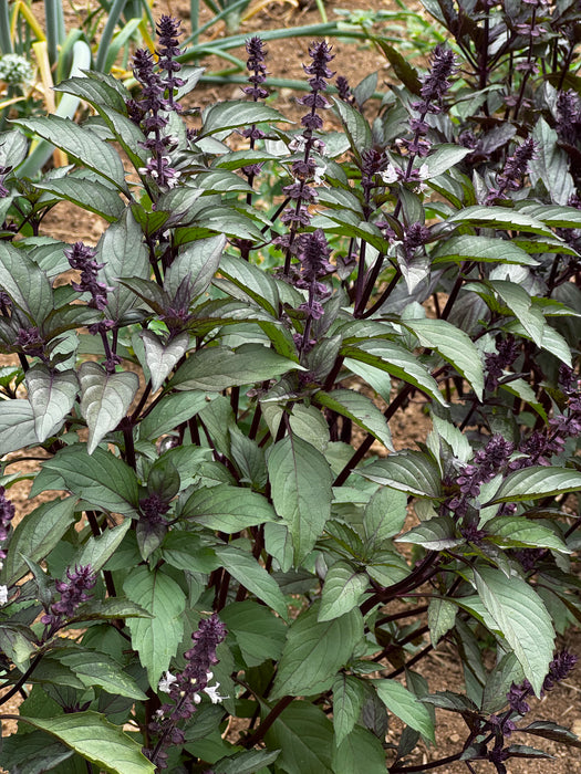 Persian Basil