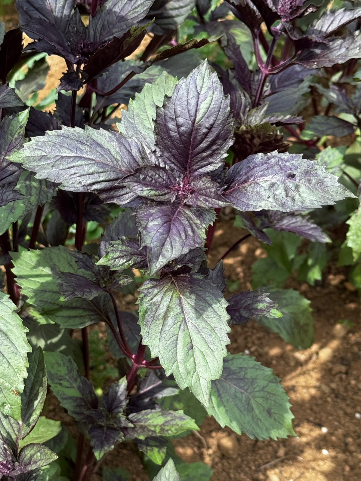 Persian Basil — Annapolis Seeds
