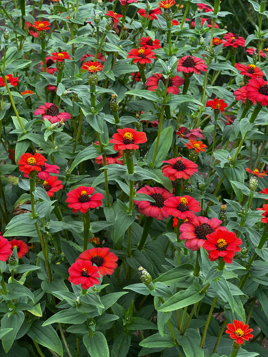 Peruvian Zinnia