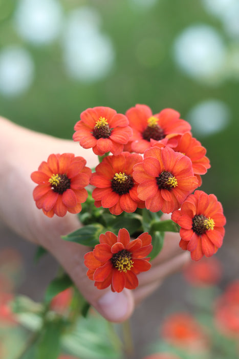 Peruvian Zinnia