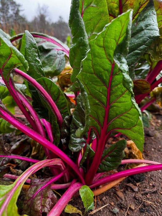 Flamingo Chard