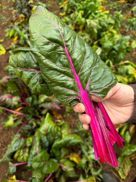 Flamingo Chard