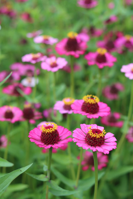 Another Word for Pink Zinnia