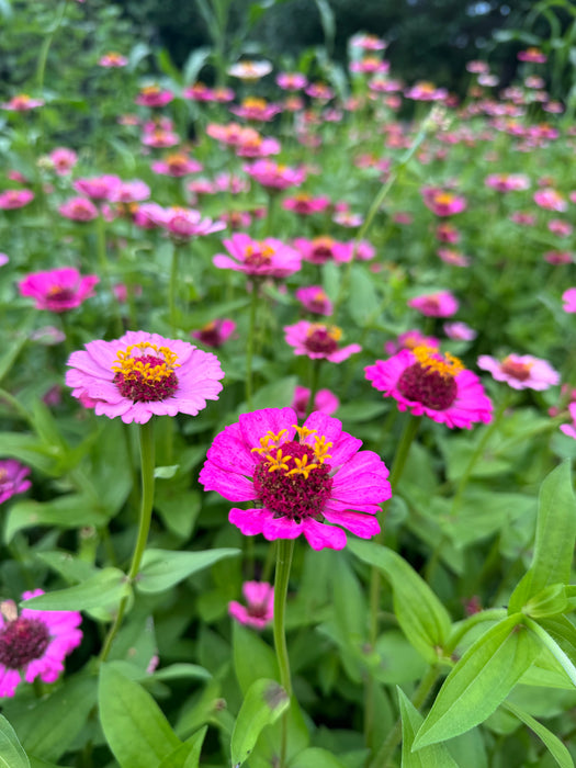 Another Word for Pink Zinnia