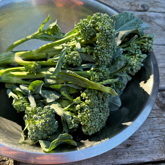 Piracicaba Broccoli